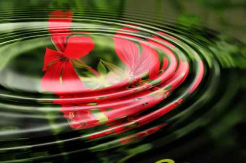 geranium-wave-water-rings-55813.jpeg